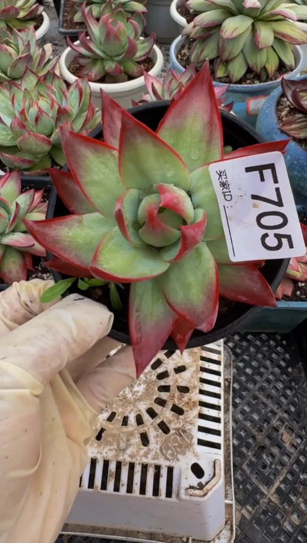 F705惊鸿仙子（裸根发货）