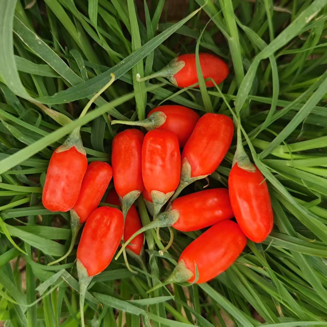 宁夏中宁新鲜枸杞果产地现摘直供顺丰空运包邮口感好