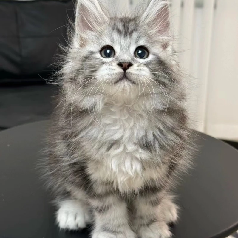 汇锴宠物猫咪可爱幼猫通用链接