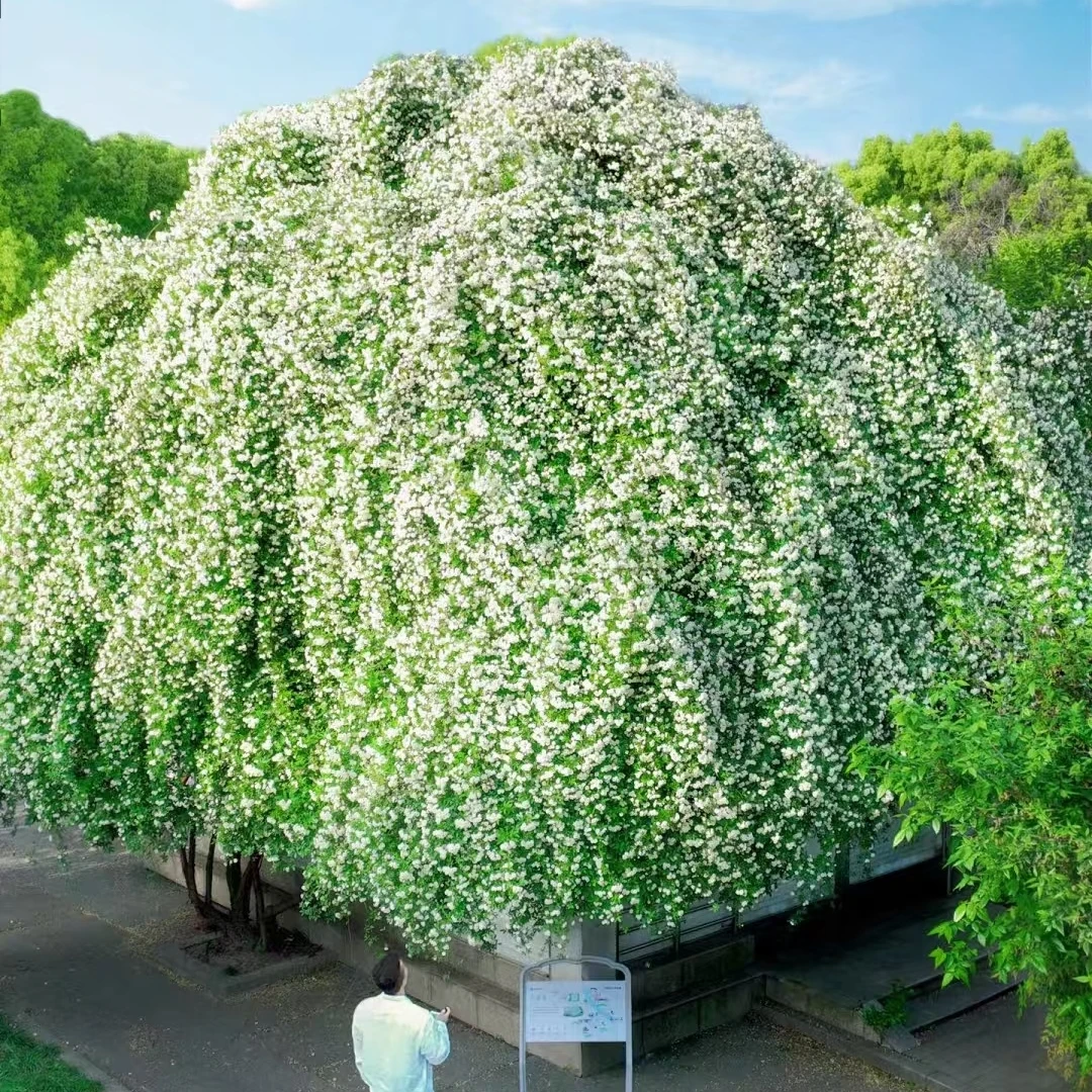 【宏哥月季】白木香  开爆花海蔷薇花庭院四季开花爬藤藤本月季花