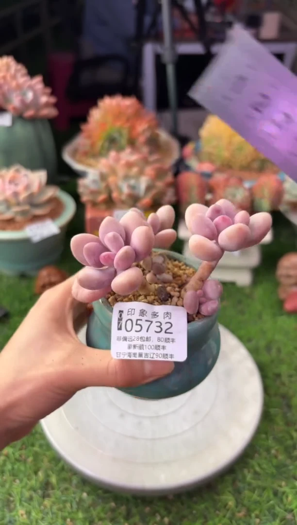 昆明印象多肉05732