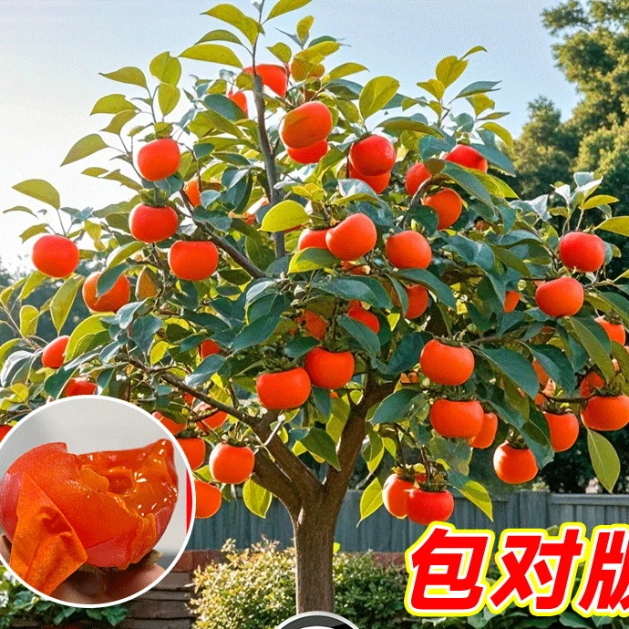 火晶柿子树苗老品种日本脆皮磨盘生吃柿子软矮桩无籽盆栽发货