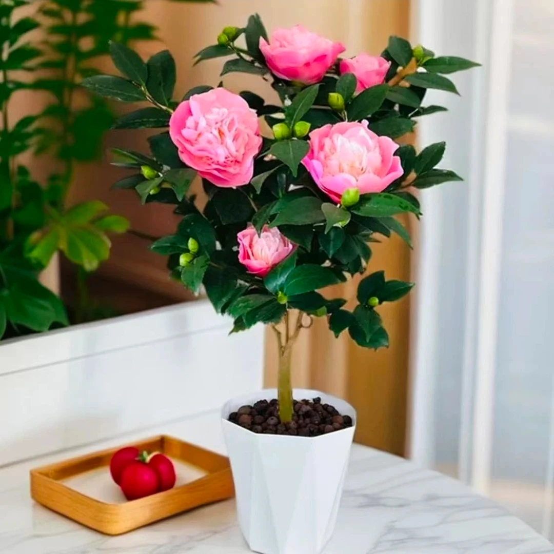 烈香妃茶花小花苞开花有香味植物好养庭院阳台耐寒可露天花卉盆栽