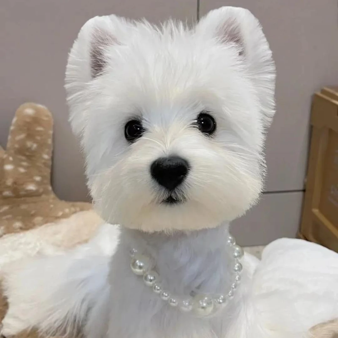 （中华田园犬/德牧/苏格兰梗犬/杜宾犬/西高地犬）狗狗活体B