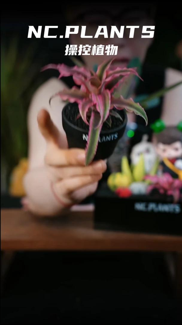 无花朵。小凤梨（新品福利）