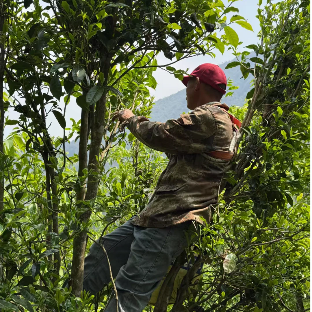 无量山大营盘山古树