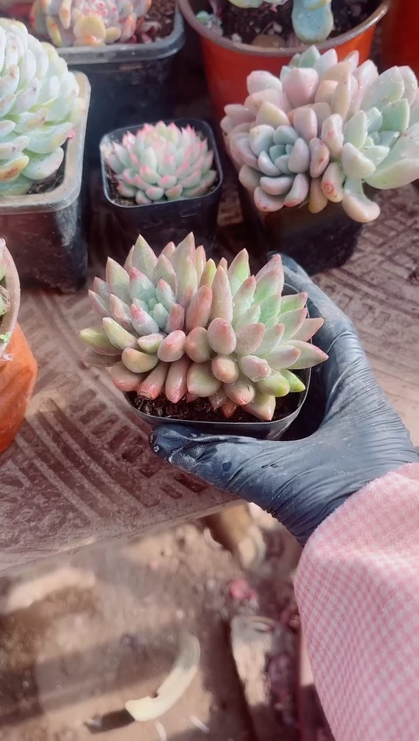 半*弦跃跃精品多肉16070