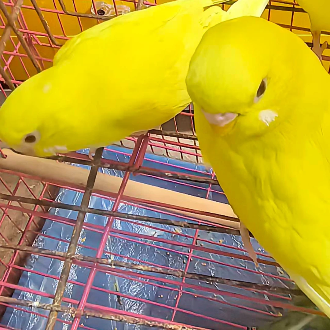 会说话的手养彩色鸟