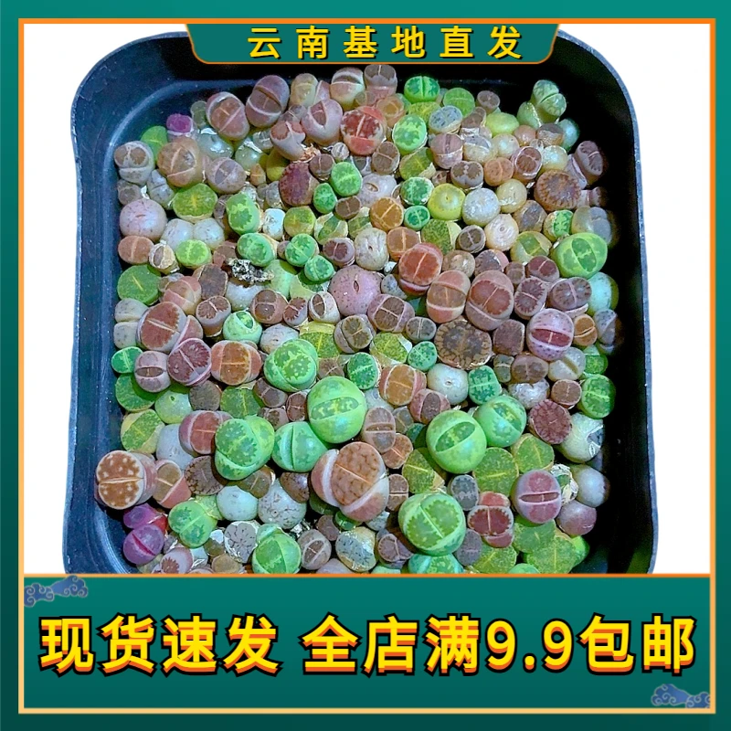 【石生花】【满9.9包邮】星花怒放阳台露台办公多肉植物栽种