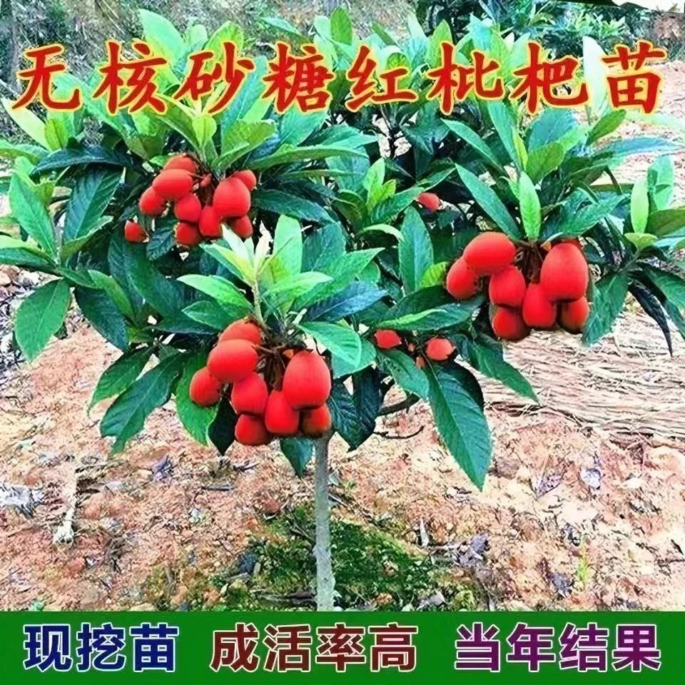 新品种特大红美人枇杷树苗无核砂糖红枇杷树苗南北方种植抗旱耐寒
