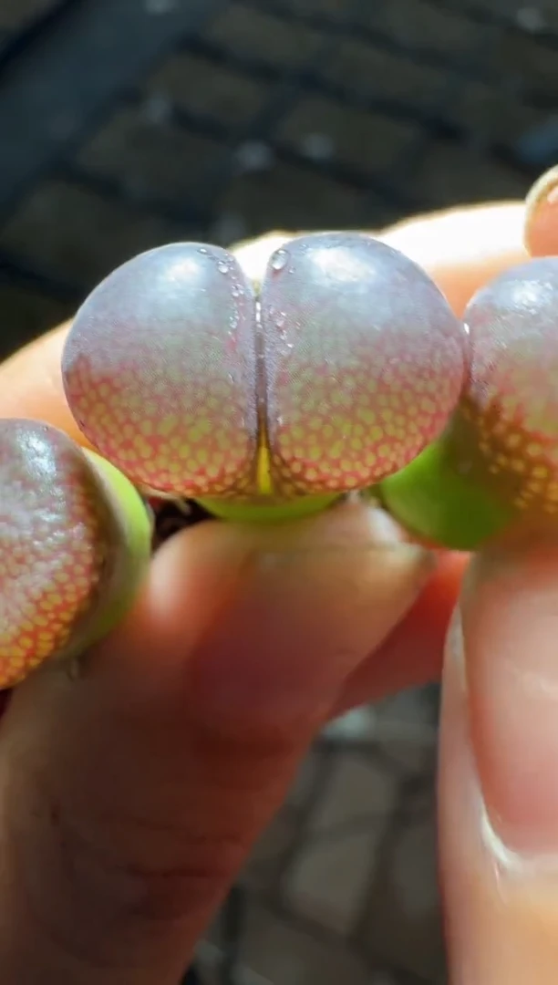 123多肉植物肉锥一颗
