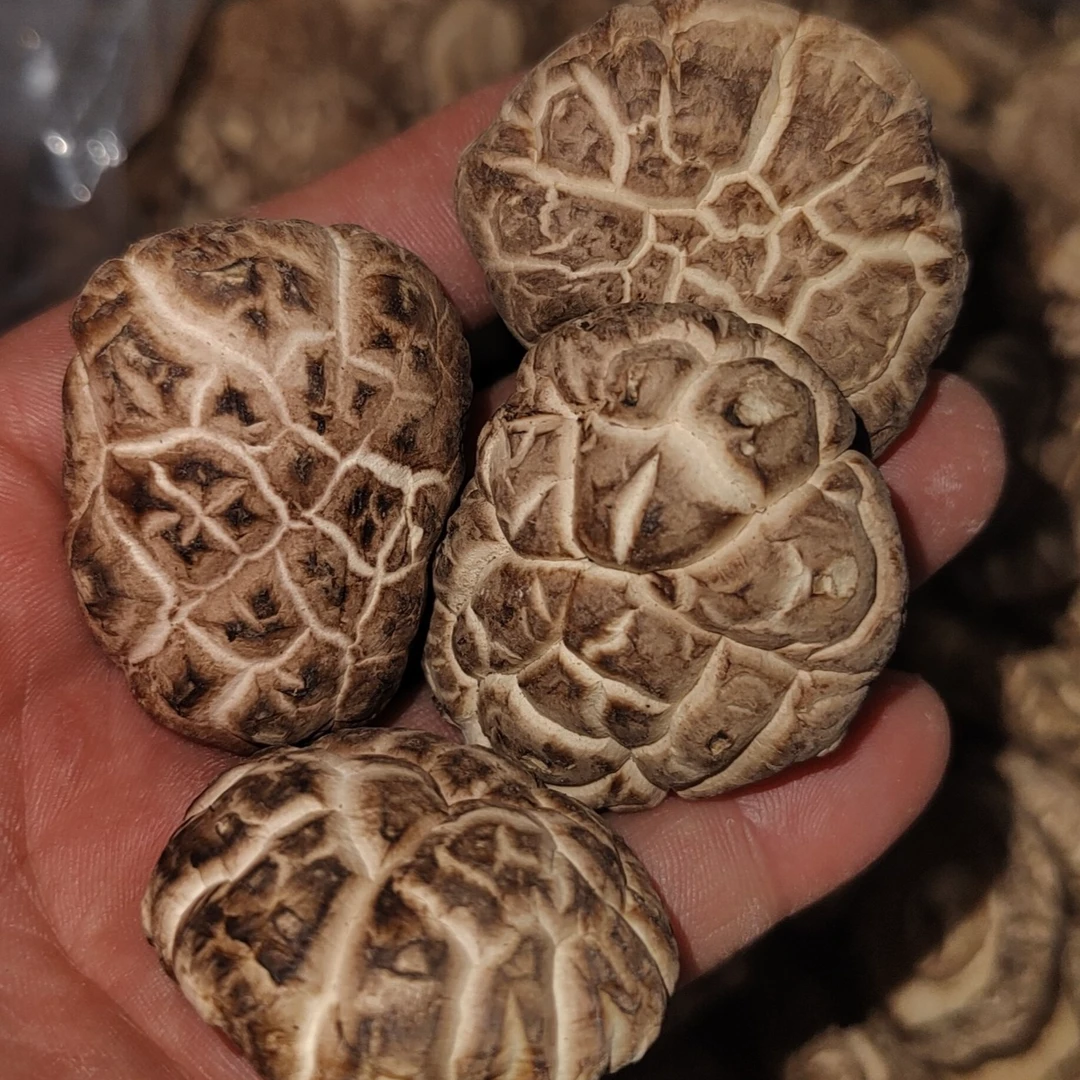 重庆彭水高山精品 花香菇