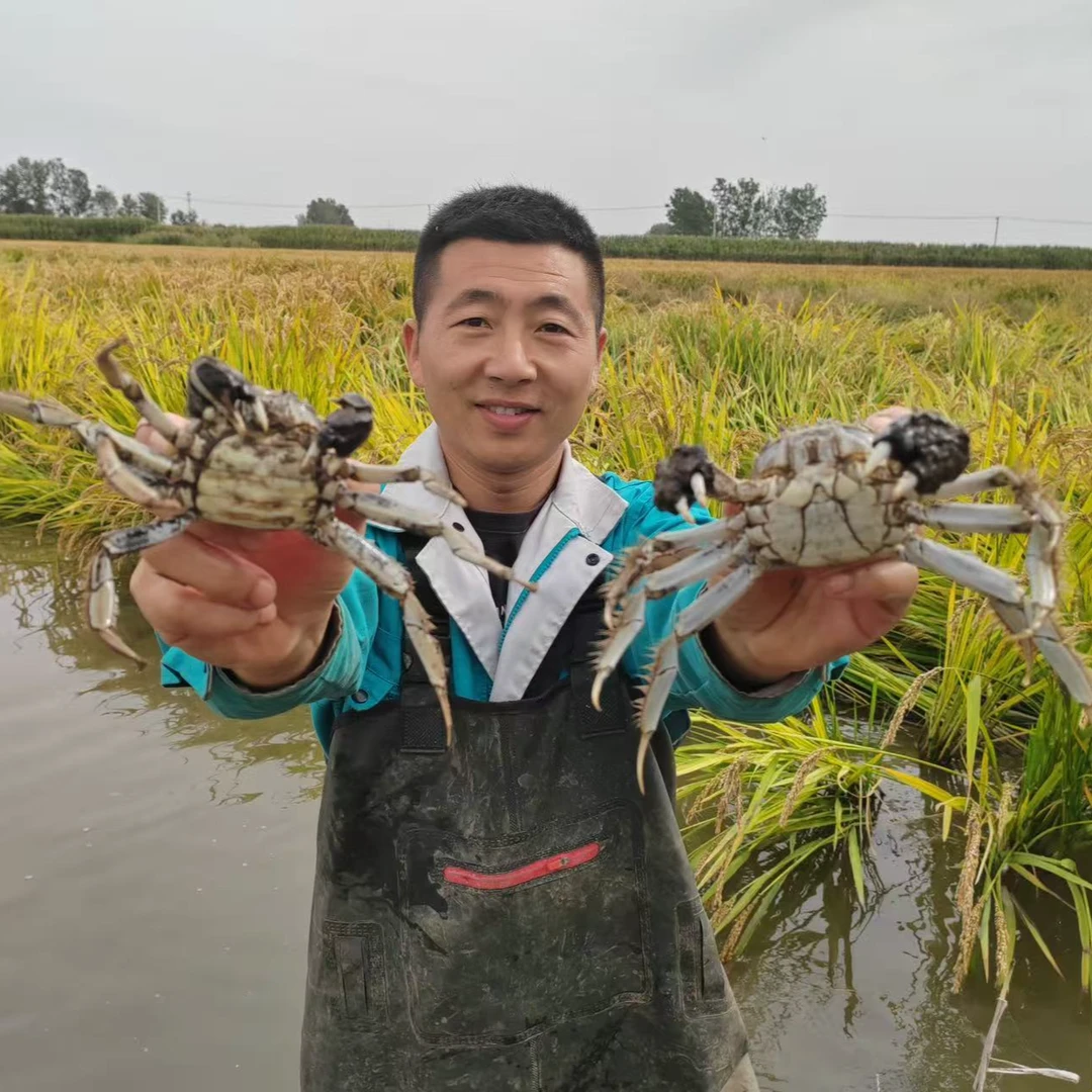 【活蟹】锦泽正宗河蟹（1.3~1两）母蟹1斤（7-10只）+公蟹1斤（7-10只）+送半斤公蟹 鲜活到家 共计2.5斤（24~28只）