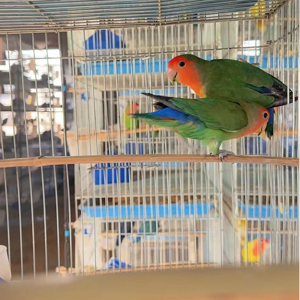 牡丹鹦鹉活体爱情鸟可上手亲人适合家养观赏宠物鸟