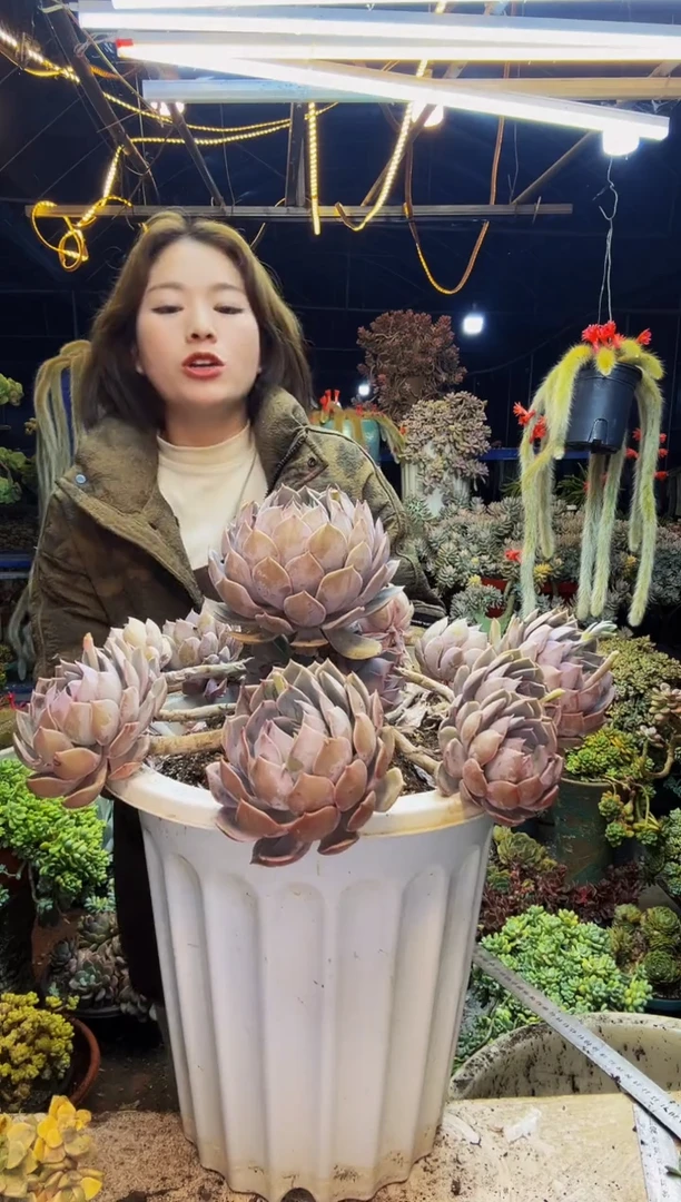 紫悦一物一拍脱土包邮