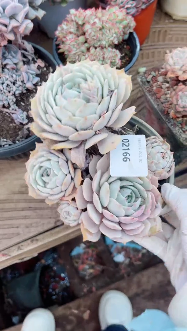 【闪购商品】02166