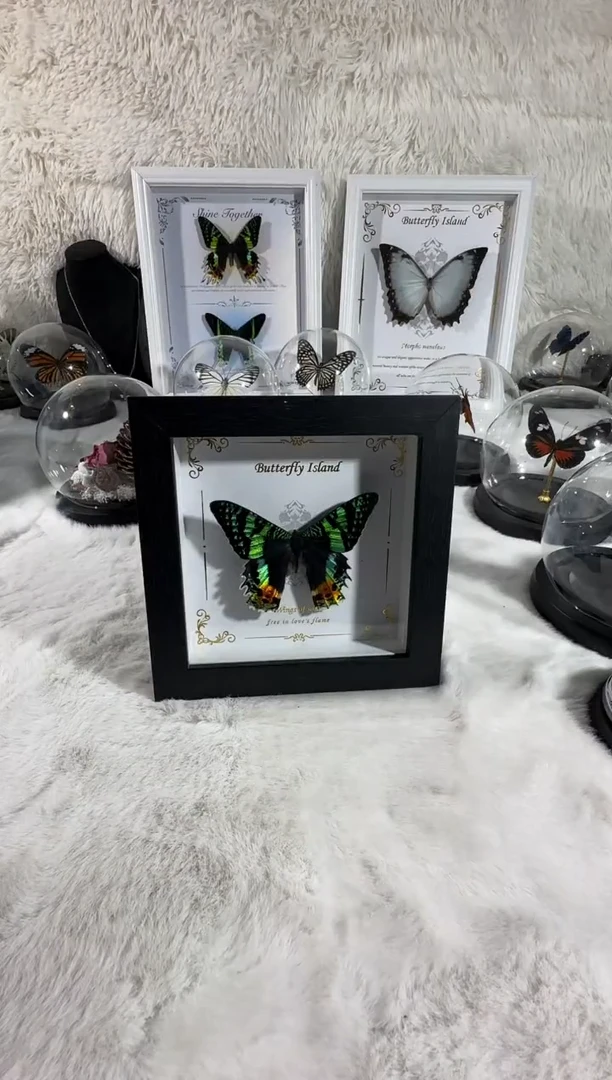 太阳蛾真实蝴蝶标本