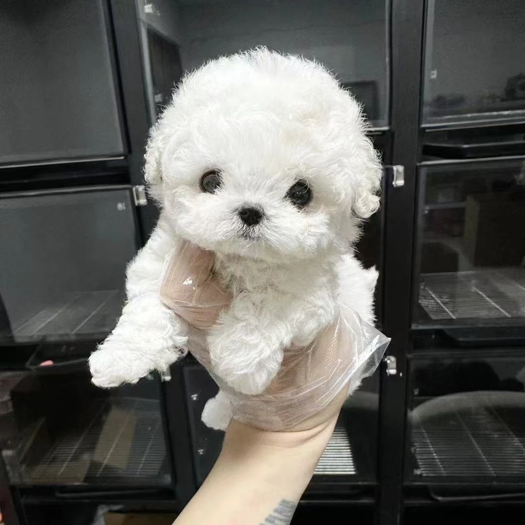 万千宠爱的比熊犬活体链接