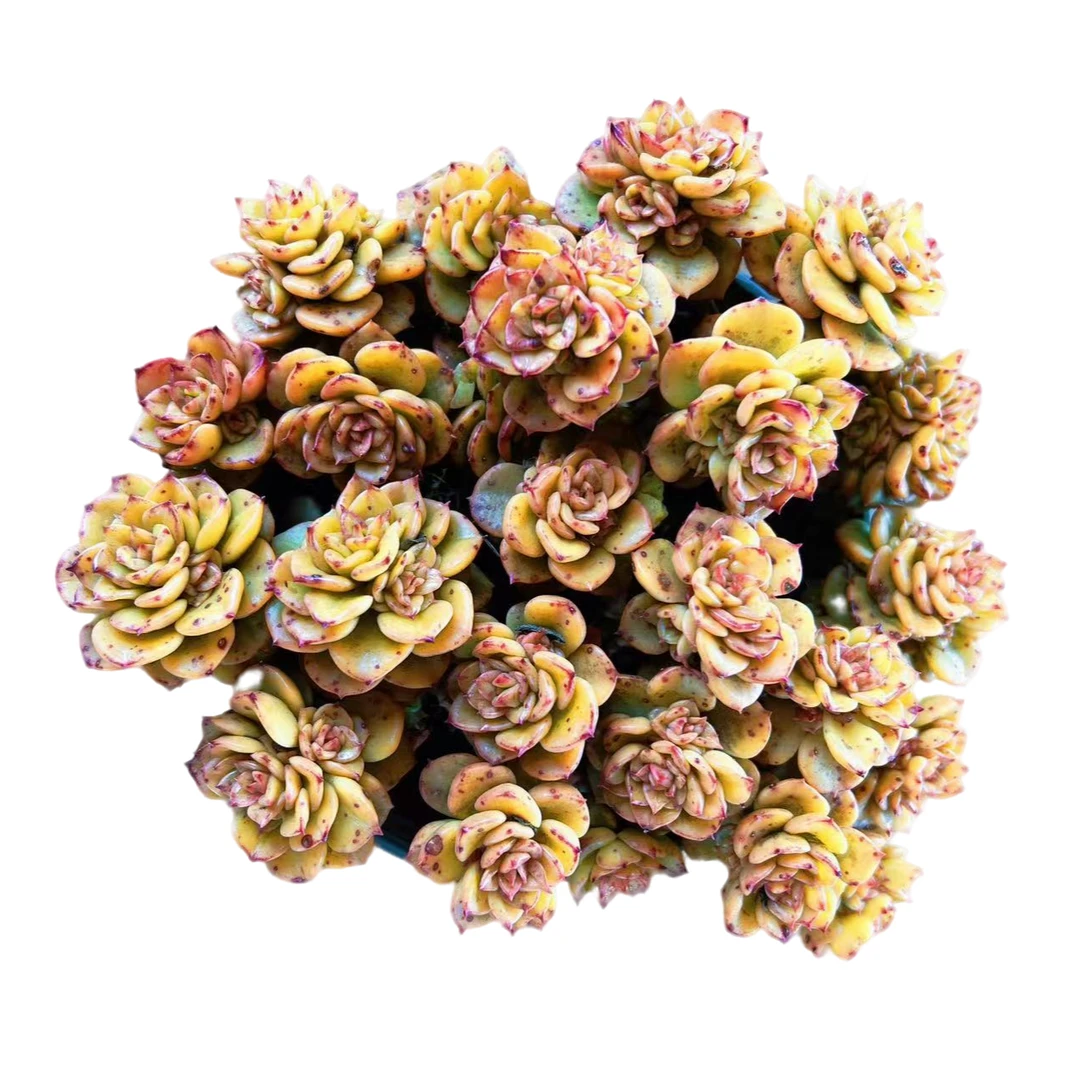 大盆蜡牡丹（带盆）多肉植物