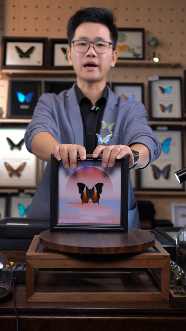 紫草蛱蝶落日款标本