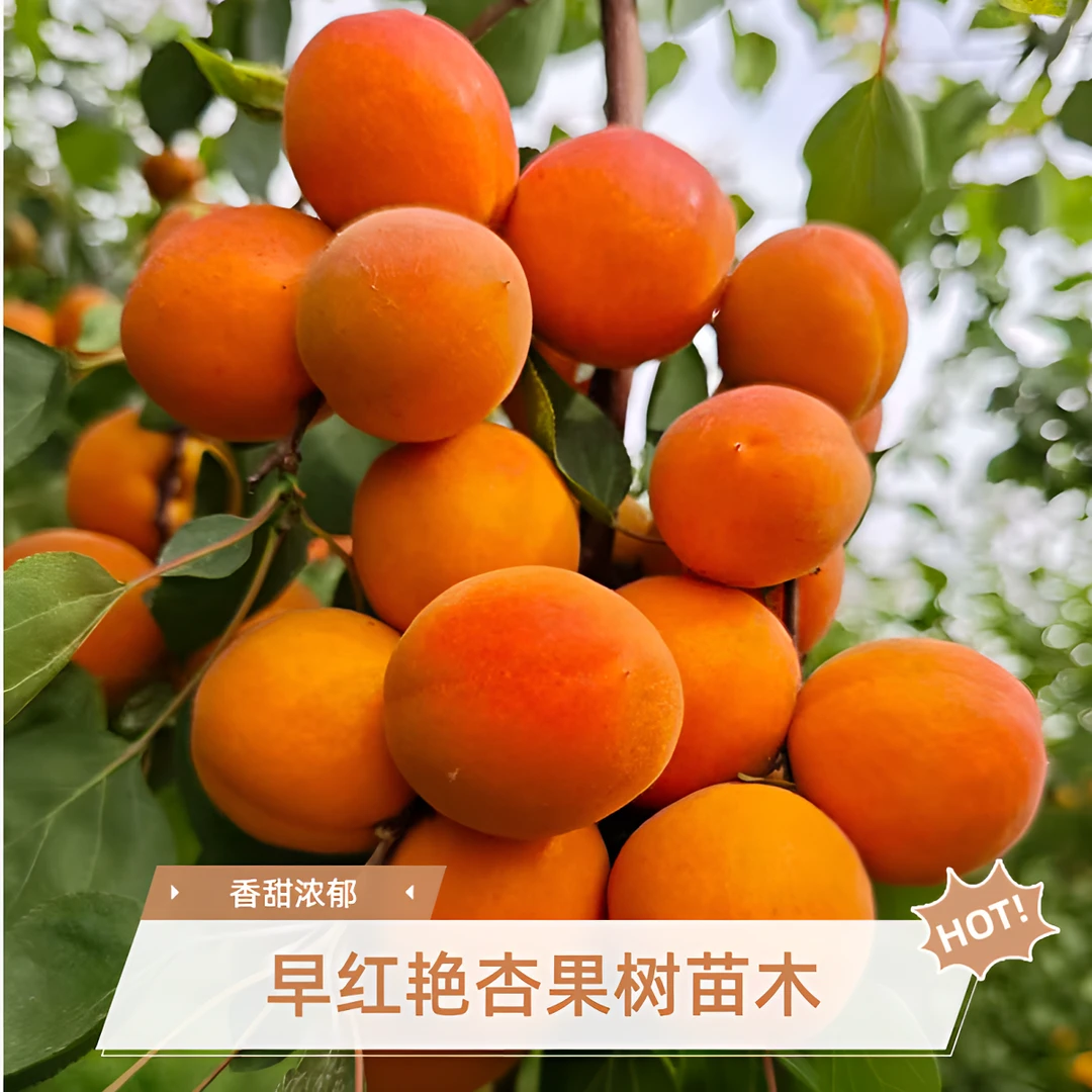 早红艳杏树嫁接苗木丰产冬杏南方北方种植家庭院种植盆栽杏树香甜