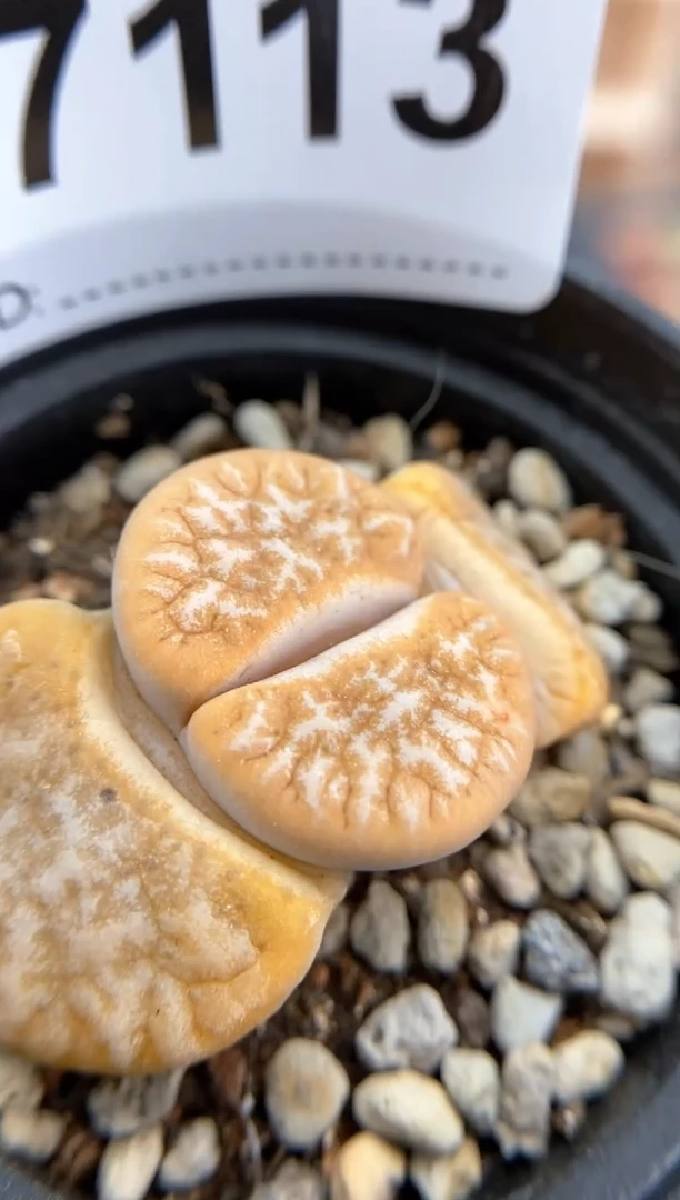 【闪购商品】7113直播间一物一拍