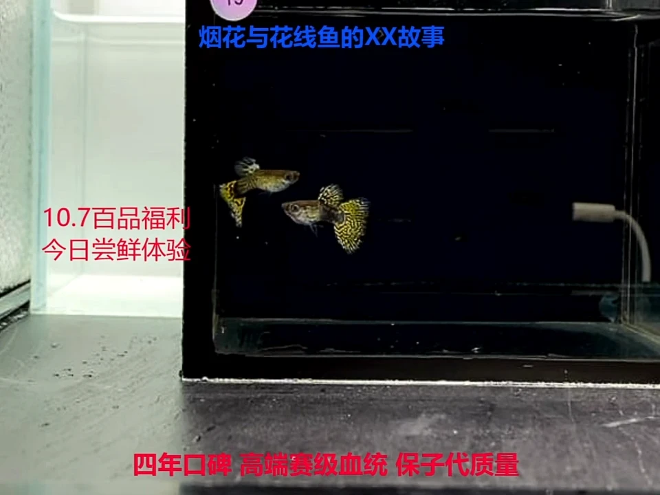 孔雀鱼黑金蕾丝加金蛇 2对