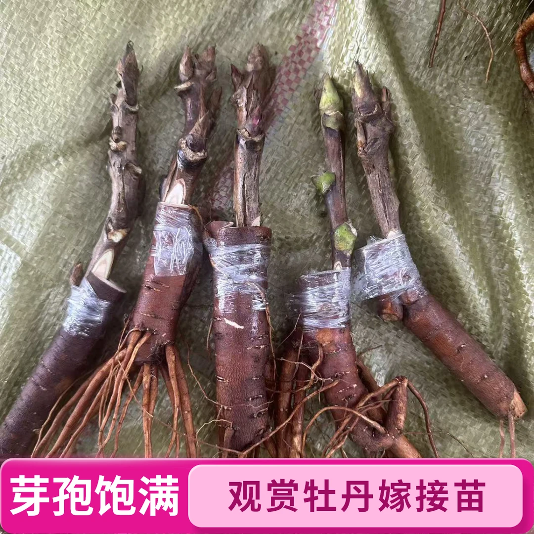 精品菏泽观赏牡丹嫁接1年苗