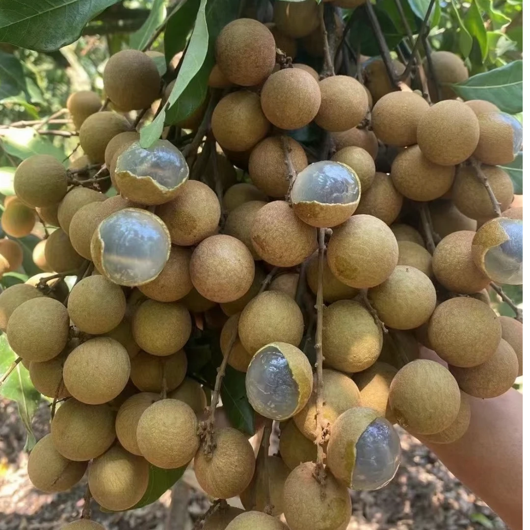 【邮政助农】四川泸州老树桂圆现摘现发航空包邮脆甜多汁香味浓郁