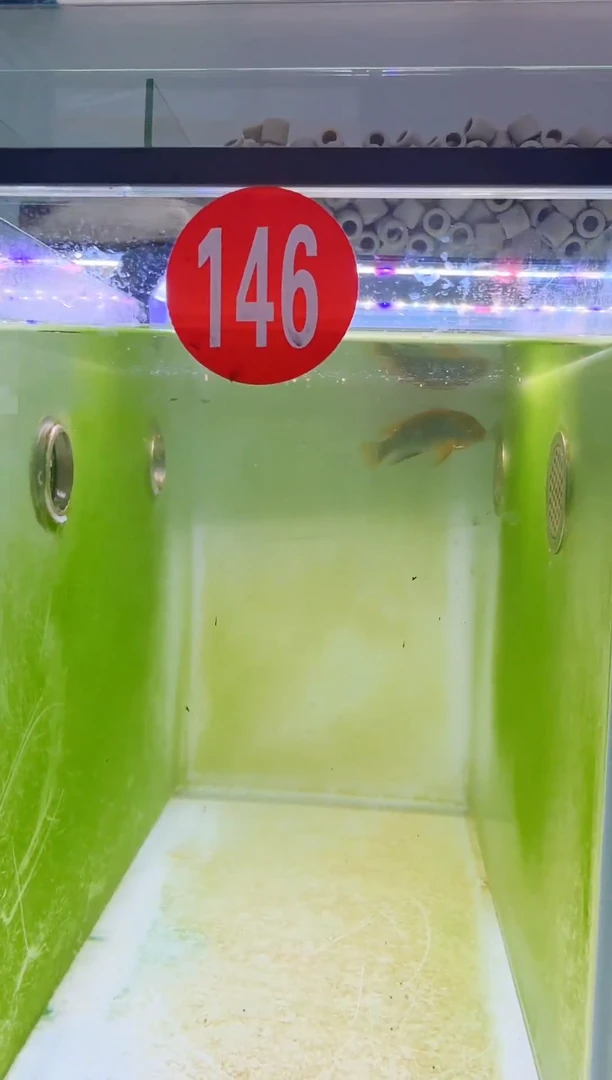 慈鲷三湖慈鲷146