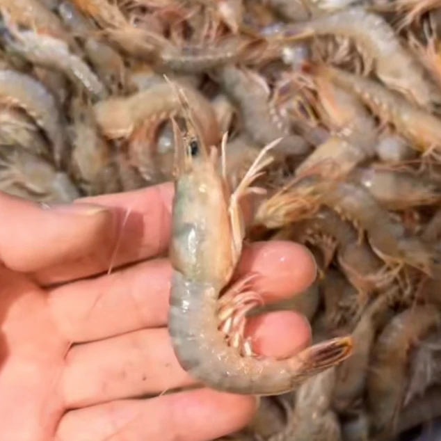 北部湾海域  北海 大头虾 剑虾 直播间现称