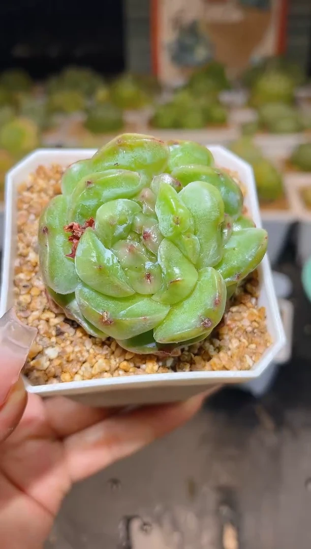 907石化云梦泽一物一拍