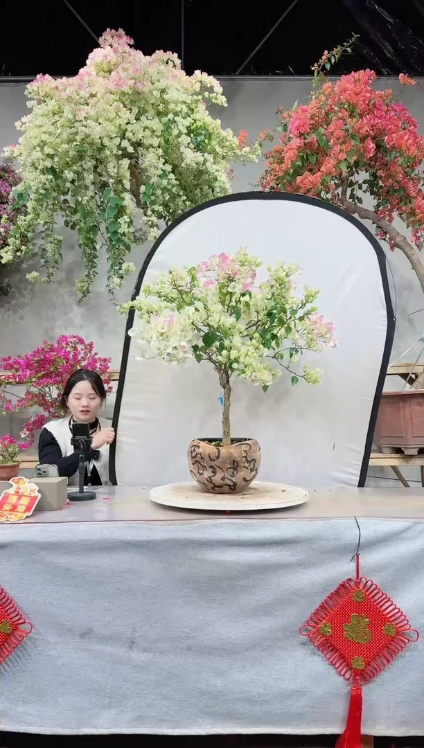 【闪购商品】盆景绿叶樱花
