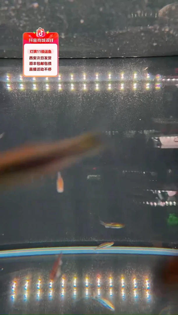 灯科鱼用****83条蓝第一