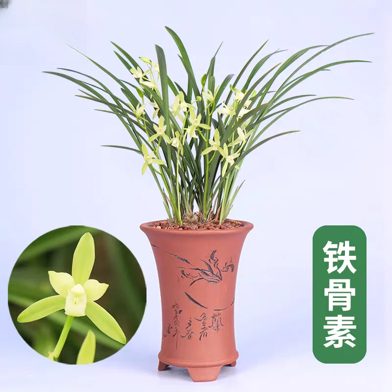 珍稀铁骨天香兰花【青苗】盆栽兰花盆栽刚劲铁骨风姿点亮家居雅致