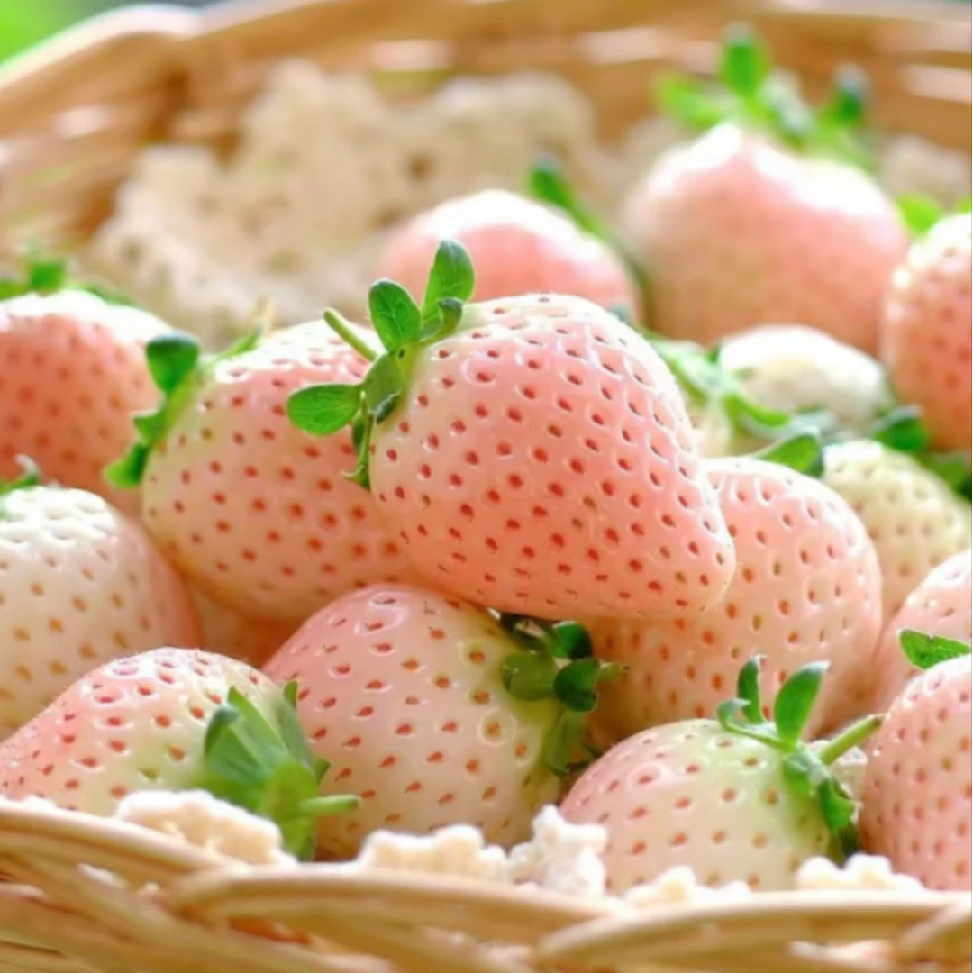 【拇指草莓】甘肃本地新鲜拇指水蜜桃草莓/拇指白雪草莓约3斤（1盆）5%内擦伤比为正常白雪公主草莓