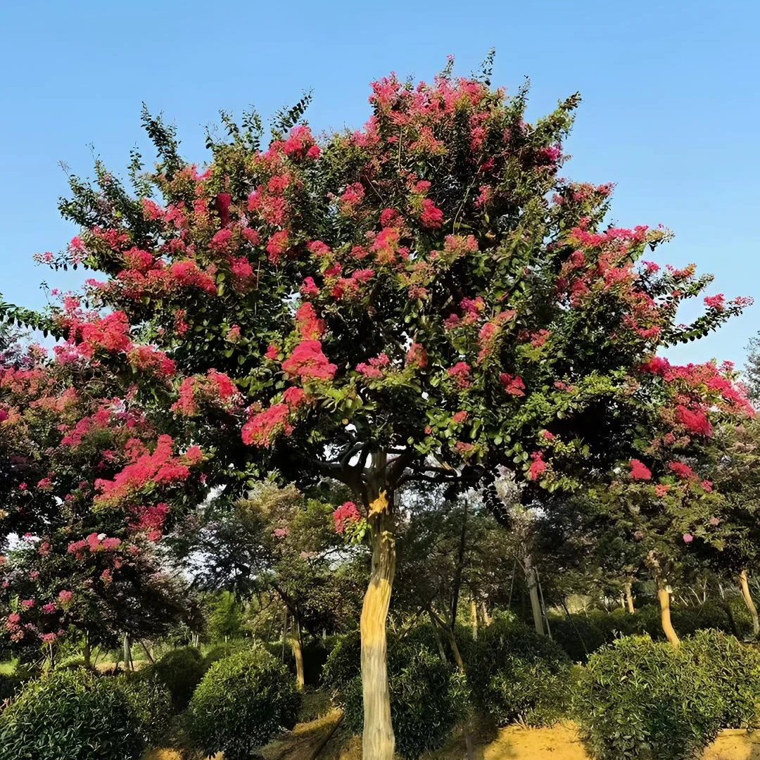 百日红紫薇蚂蝗大公分选价表紫薇树山蚂蝗紫薇花花树