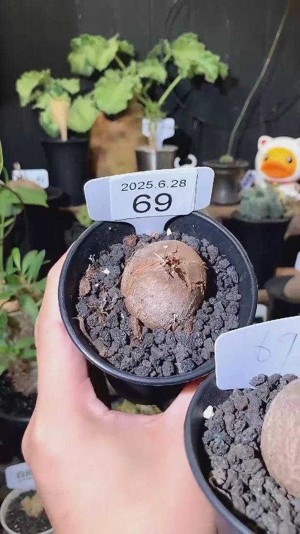 69号628福利南非龟甲龙买1送1个