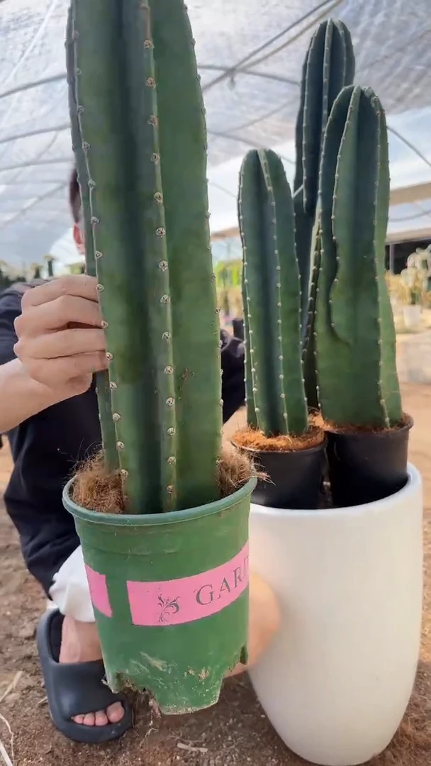 【带根】20cm+量天尺 不指定带花苞