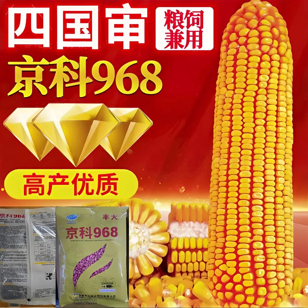 京科968国审正品矮杆大棒高产玉米种粮食种子抗病虫南方北方通种