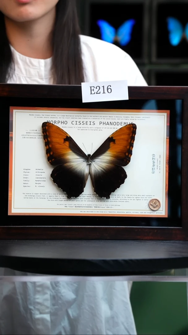 蝴蝶标本摆件竞拍大太阳闪蝶E216