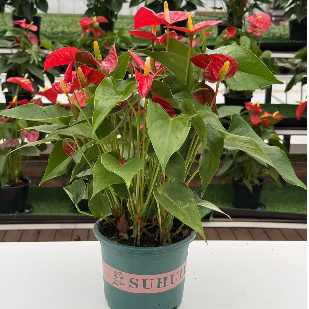 【阿里斯托6花】A+级红掌盆栽室内花卉土培水培多花一年四季开花