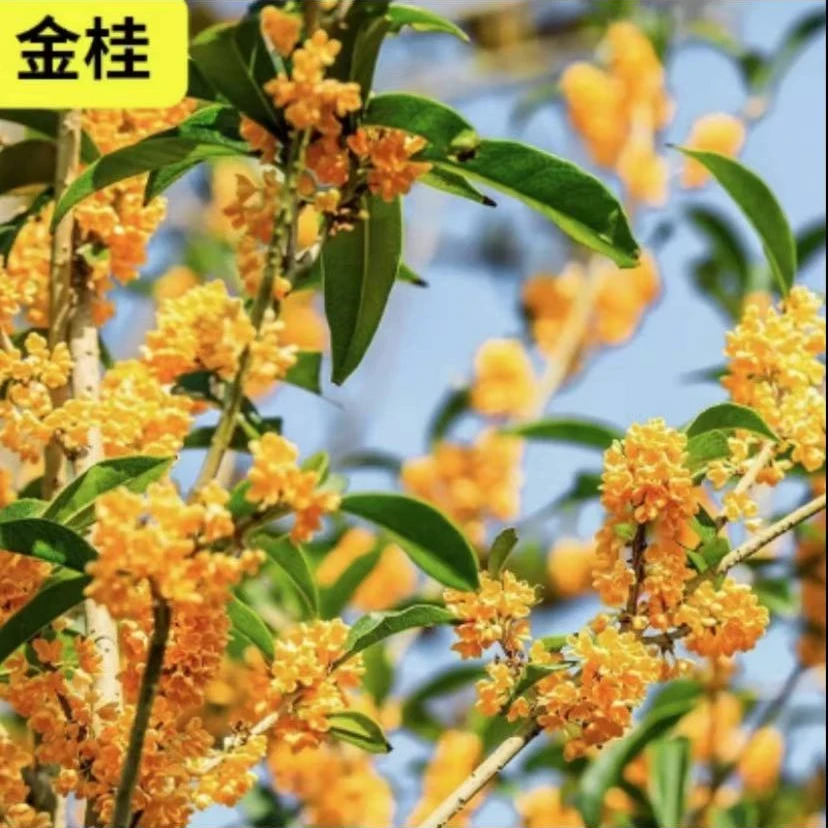 金桂花盆栽浓香型花卉室内外易养活花期超长绿植