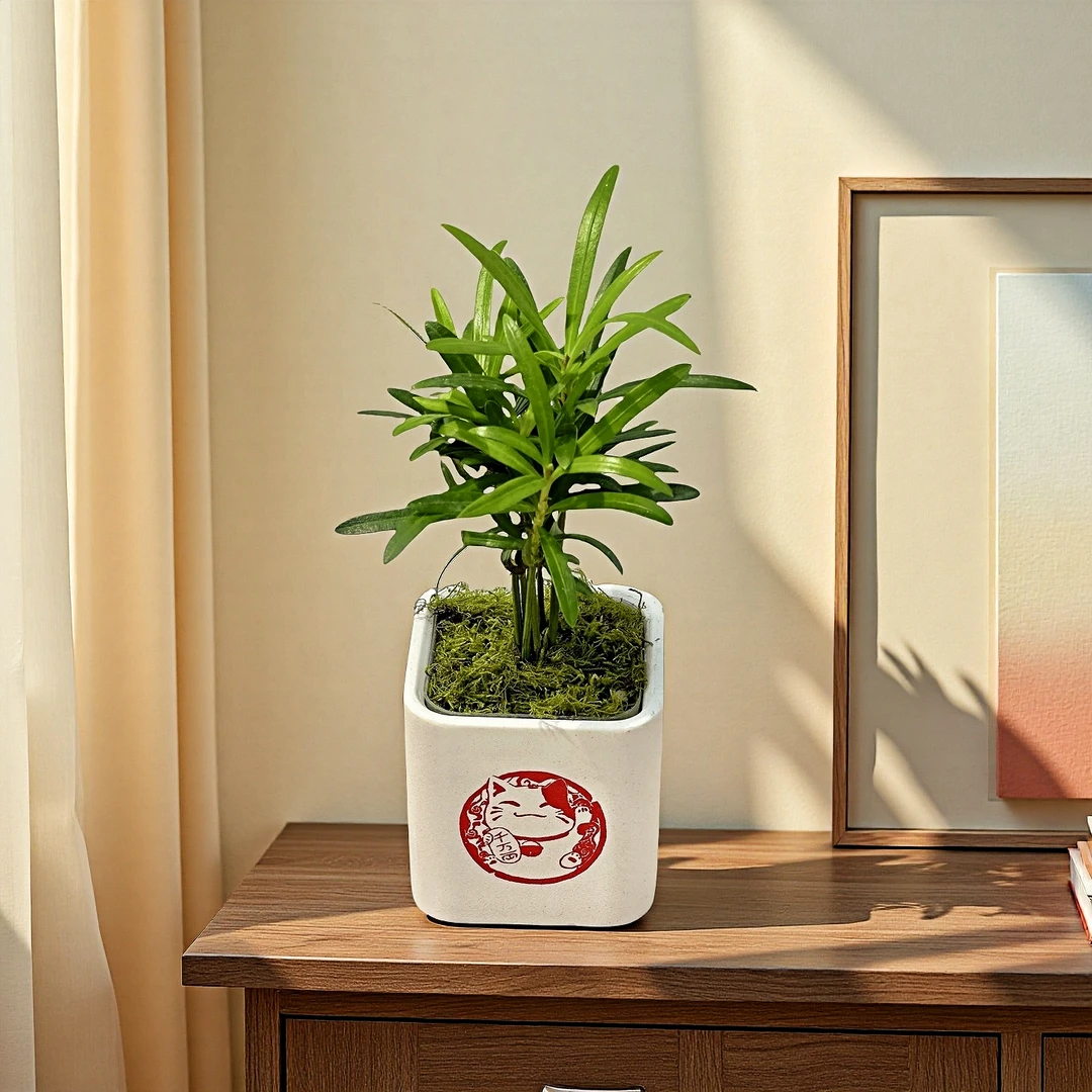 罗汉松办公室书桌桌面懒人盆栽绿植带盆室内观叶植物摆件套盆