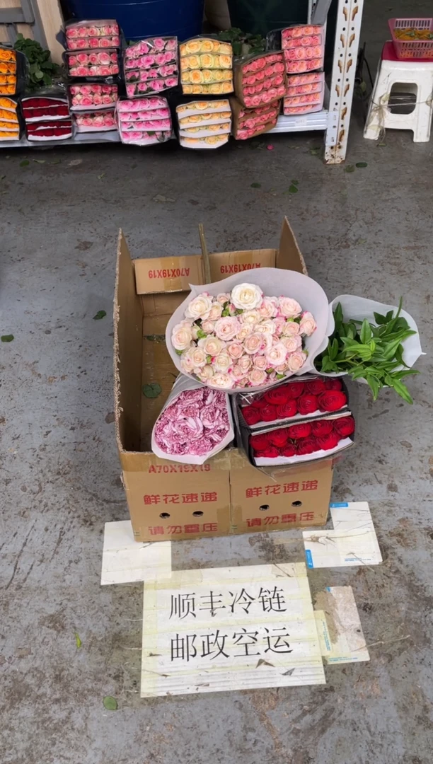 绿康+紫精灵+红康+白康+折射+高原红+九星叶2扎