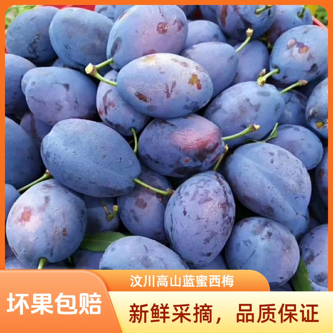 【现摘鲜果明天到】四川汶川高山蓝蜜西梅软硬两吃纯甜无酸孕妇水果现摘现发四川省