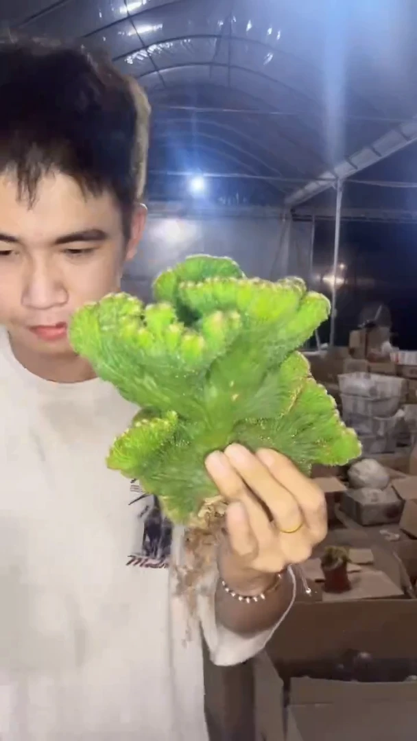 大号五指山【带根】