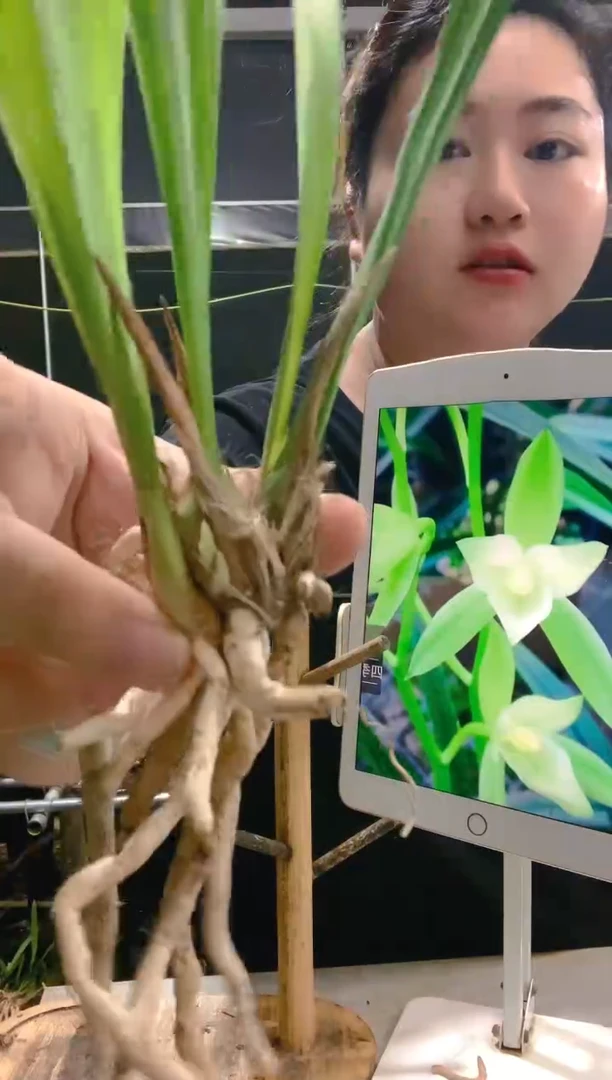 当前无花朵，栽培后可花朵'**菜七仙女