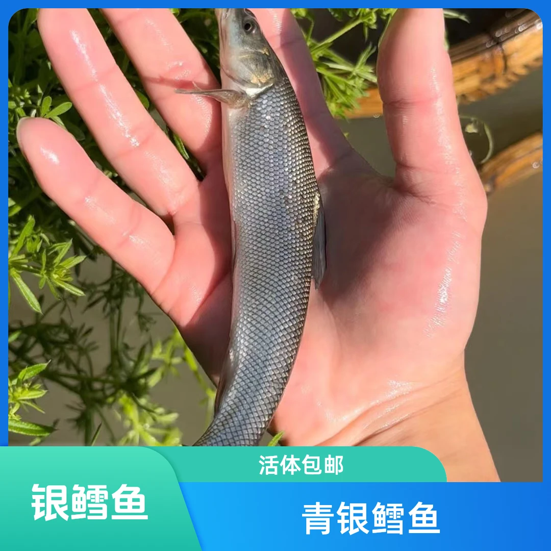 【银鳕鱼】观赏用小鱼适合作为水族宠物