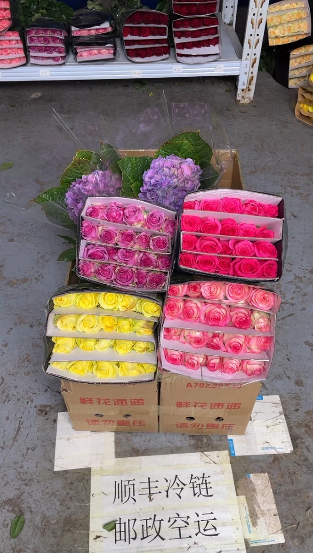 单头玫瑰40枝（任意2个品种）+小绣球1枝（任意色）